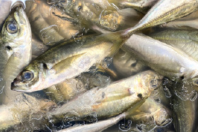 魚の締め方